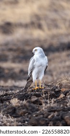 The pale or pallid harrier (Circus macrourus) from grasslands. - Shutterstock ID 2265588203