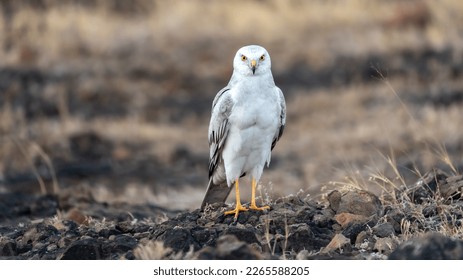 The pale or pallid harrier (Circus macrourus) from grasslands. - Shutterstock ID 2265588205