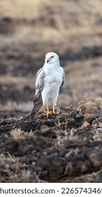 The pale or pallid harrier (Circus macrourus) from grasslands. - Shutterstock ID 2265743469