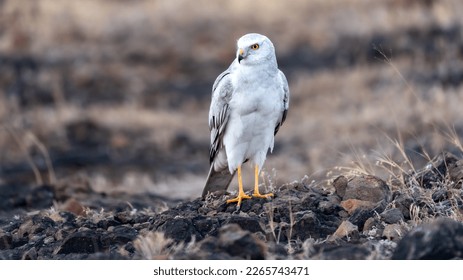 The pale or pallid harrier (Circus macrourus) from grasslands. - Shutterstock ID 2265743471