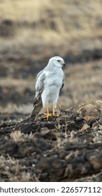 The pale or pallid harrier (Circus macrourus) from grasslands. - Shutterstock ID 2265771129