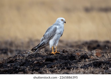 The pale or pallid harrier (Circus macrourus) from grasslands. - Shutterstock ID 2265886395