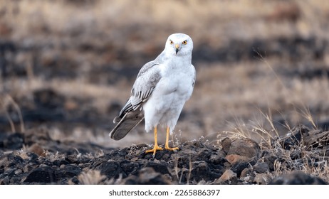 The pale or pallid harrier (Circus macrourus) from grasslands. - Shutterstock ID 2265886397