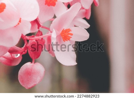 Pale pink Begonia flower bloom with water droplet closeup macro. light faded Botanical background,
