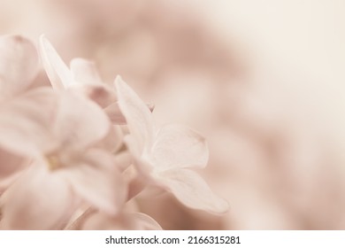 Pale pink beige neutral color little lilac flowers buds looking up on blur blur light background for wedding invitation or vintage romantic wallpaper macro