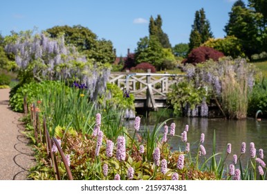 Pale pink Bistort flowers growing by the stream at the RHS Wisley garden in Surrey, UK. Bridge covered in wisterial flowers behind. - Shutterstock ID 2159374381