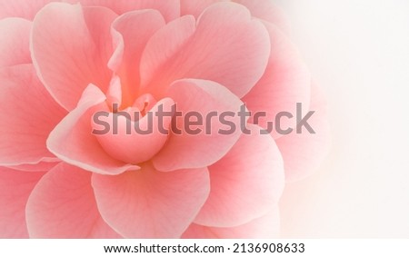 Pale pink camellia flower close-up. Selective focus, bokeh effect. Creative congratulatory gift concept for mother's day, all lovers, valentine's day. Natural fashion decorative design.