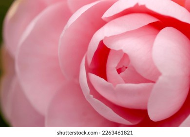 Pale pink Camellia "Tsubaki"  flower petal, close up macro photography. - Powered by Shutterstock