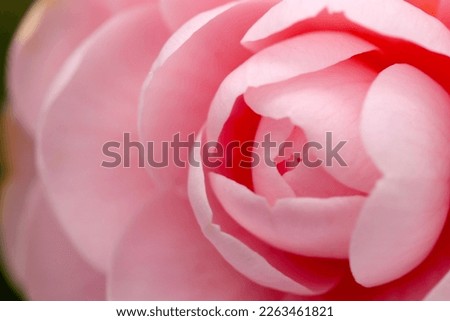Pale pink Camellia 