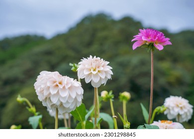 Pale pink Dahlia flowers are fully blooming quietly - Powered by Shutterstock