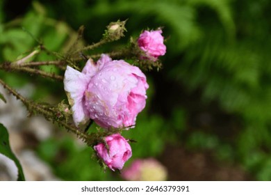 Las rosas color rosa