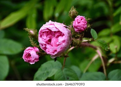 Las rosas color rosa