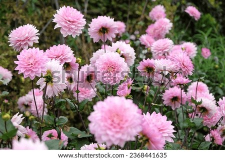 Pale pink decorative Dahlia Melody Harmony in flower. 