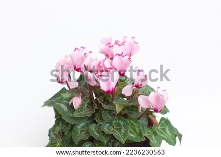 Pale pink elegant cyclamen flowers