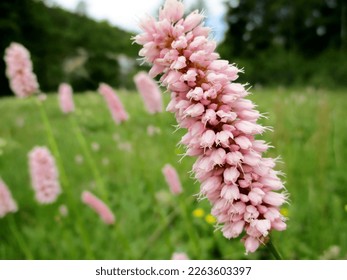 Pale pink flower spike of European bistort (Bistorta officinalis). Flowering meadow in background.  - Powered by Shutterstock