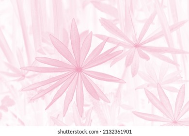 Pale Pink Gradient Abstract Background. Pastel. Flowers Pattern