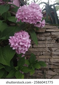 Una flor hortensia color