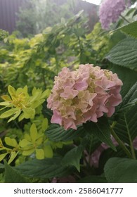 Una flor hortensia color