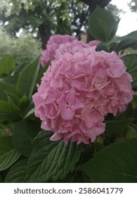 Una flor hortensia color