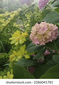 Una flor hortensia color