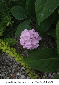 Una flor hortensia color