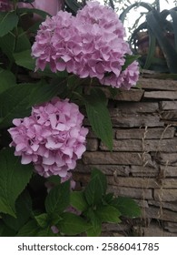 Una flor hortensia color