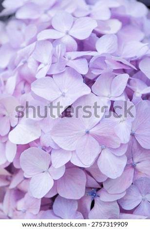 pale pink hydrangea flower texture, hard day light, Kobe, Japan