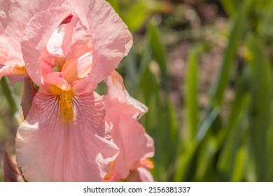 Pale pink Iris against background of foliage. Close-up, copy space. Iris germanica - L. Bearded iris with pale pink petals. Floriculture, spring, beauty in nature .