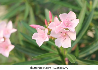 Pale Pink Oleander In The Garden