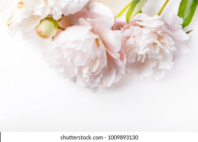 Pale pink peony on white background. Greeting card, invitation in light pastel colors. Copy space. Birthday, Mother's, Valentines, Women's Wedding Day concept.