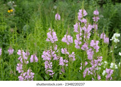Pale pink Physostegia virginiana, the obedient plant or false dragonhead, in flower.