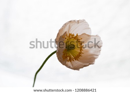 Similar – Image, Stock Photo poppy seed