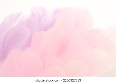 Pale Pink And Purple Feather Background