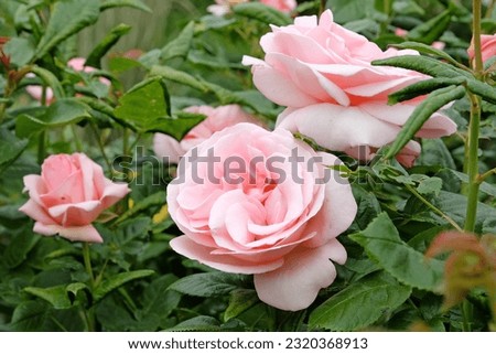 Pale pink rose 'Aphrodite' in flower.  ストックフォト © 