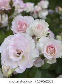 Pale Pink Rose Blooms