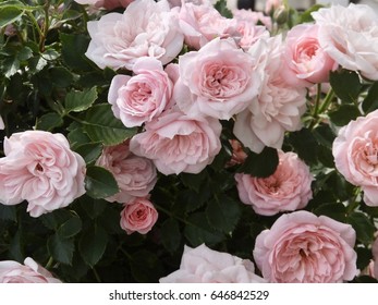 Pale pink rose in summer - Shutterstock ID 646842529