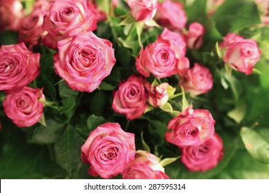 45,691 Pink roses on pale background Images, Stock Photos & Vectors ...