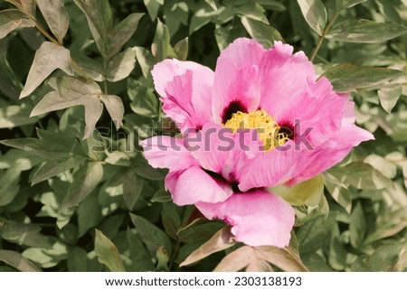 Pale pink tree peony flower