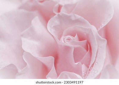 Flor rosa blanca y