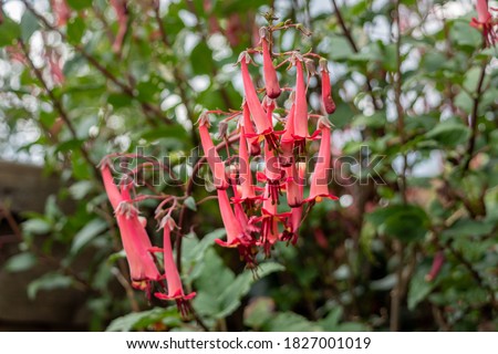 Pale pinkish red tubular drooping flowers of a Cape Fushia, Phygelius capensis, bush