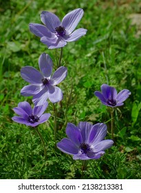 Pale purple anemones in a field