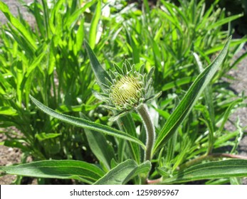 Pale Purple Coneflower, Echinacea Pallida