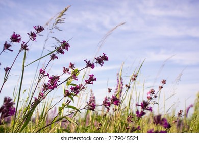 Pale Purple Flowers Against The Sky. High Quality Photo