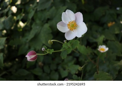 Pale Purple Flowers Of Eriocapitella Hupehensis