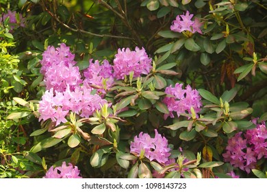 pale purple rhododendron bush with green leaves - Shutterstock ID 1098143723