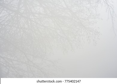 Pale Reflection Of Trees On Frosted Milk Glass