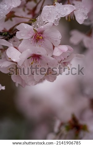 Pale rose cherry blossoms on a branch with snow on it