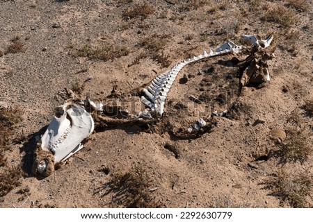 The pale skeleton of a horse dying of thirst or starvation in the Gobi Desert, Mongolia, Central Asia.