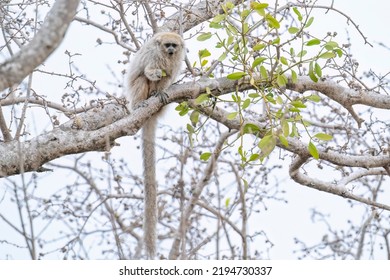 A Pale Titi Monkey, also called White-coated Titi, sits on a branch in a tree while eating leaves in the dry Chaco region of Alto Chaco, Paraguay - Shutterstock ID 2194730337