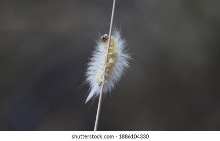 Pale Tussock Moth - Caterpillar